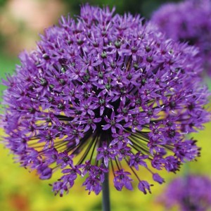 Allium Czosnek His Excellency 1 szt.