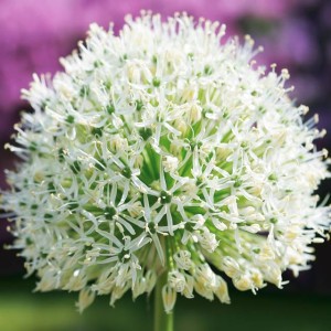 Allium Czosnek Mont Blanc 1 szt.
