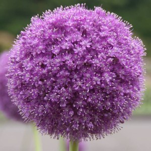Allium Czosnek Ambassador 1 szt.