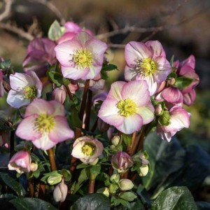 Ciemiernik HGC® Ice N' Roses Rosetta /C2/ 1 szt.