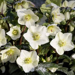 Ciemiernik HGC® Ice N' Roses White /C2/ 1 szt.