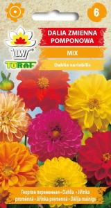 Dalia pomponowa mix 0,5g  / T /