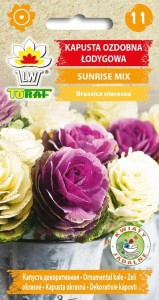 Kapusta ozdobna łodygowa SUNRISE MIX 10 szt. / T /