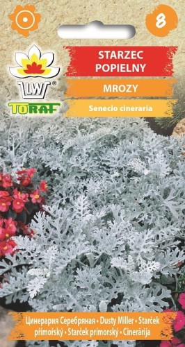 Starzec Mrozy ząbkowane - popielaty 0,2g  / T /