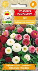 Stokrotka pomponowa mix  0,1g  / T /