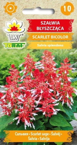 Szałwia błyszcząca Scarlet Bicolor 10 szt.  / T /