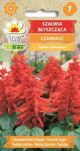 Szałwia błyszcząca Czardasz  0,3g  / T /