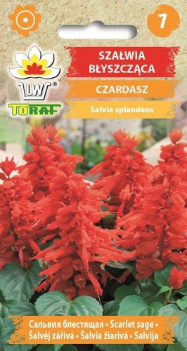 Szałwia błyszcząca Czardasz  0,3g  / T /