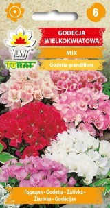 Godecja wielkokwiatowa MIX 1g  / T /