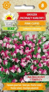 Groszek pachnący Pink Cupid  1g / T /