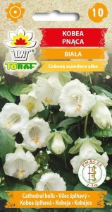 Kobea biała 6 szt.  / T /