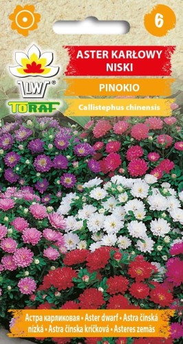Aster karłowy Pinokio mix 0,3g  / T /