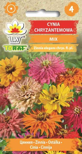Cynia chryzantemowa mix 1g  / T /