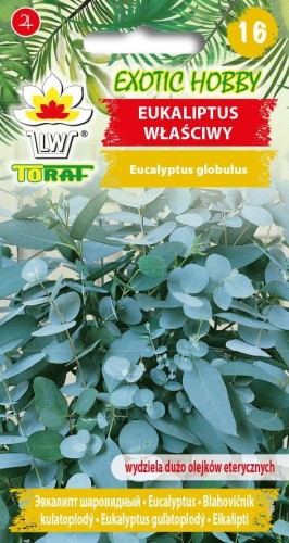 Eukaliptus właściwy 10 szt.  / T /