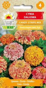 Cynia daliowa Candy Stripe mix 1g  / T /