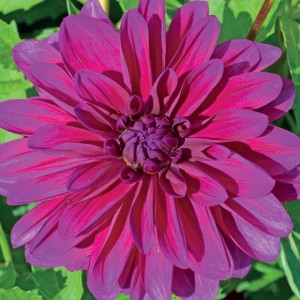 Dalia dekoracyjna Thomas Edison II wybór 1 szt.