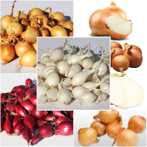 Zestaw cebula dymka 5 odmian do sadzenia 1,25 kg