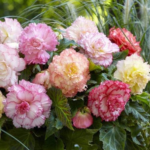 Begonia pełna Samba mieszanka mix 3 szt.