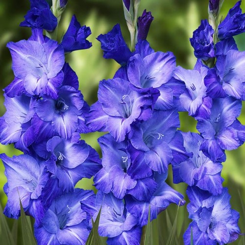Gladiolus Mieczyk niebieski 5 szt. 10/12