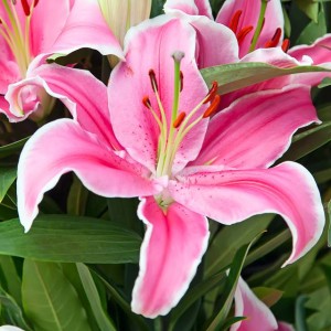 Lilia orientalna Sorbonne XXL (20/+) 1 szt.