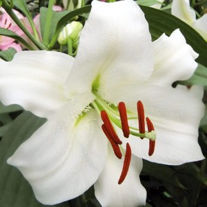 Lilia orientalna Tourega XXL (22/+) 1 szt.