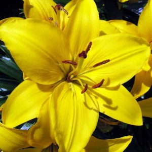 Lilia orientalna Yelloween  XXL (24/+) 1 szt.