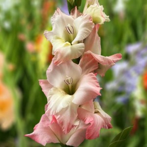 Gladiolus Mieczyk różowo-kremowy 5 szt. 10/12