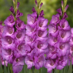 Gladiolus Mieczyk wielkokwiatowy Lennon 5 szt.