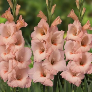 Gladiolus Mieczyk wielkokwiatowy Rigoletto 5 szt.