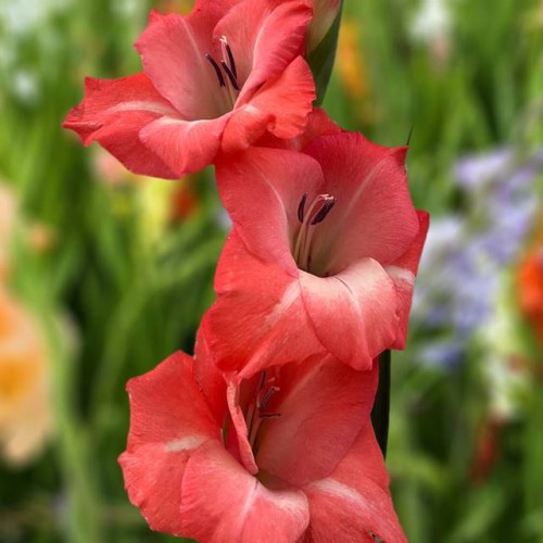 Gladiolus Mieczyk Rosalina 5 szt.