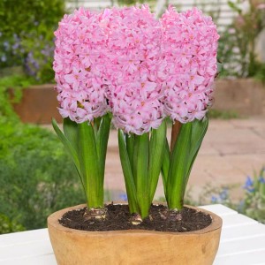 Hiacynt jasnoróżowy Fondant w doniczce 3 cebulki