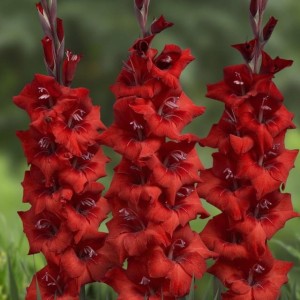 Gladiolus Mieczyk wielkokwiatowy Dvorsjak 5 szt.