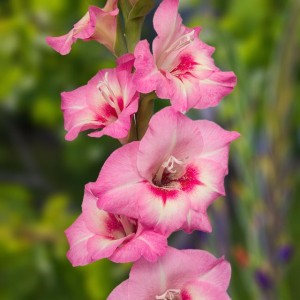 Gladiolus Mieczyk wielkokwiat. 09.515.01 - 5 szt.