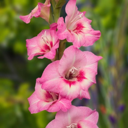 Gladiolus Mieczyk wielkokwiat. 09.515.01 - 5 szt.