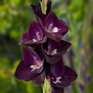 Gladiolus Mieczyk wielkokwiat. 12.084.01 - 5 szt.