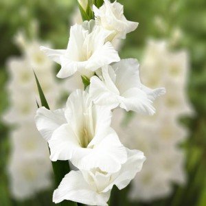 Gladiolus Mieczyk wielkokwiatowy Amsterdam 5 szt.