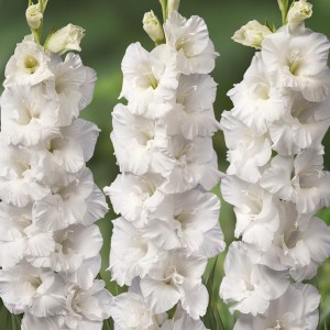 Gladiolus Mieczyk wielkokw. Mount Everest 5 szt.