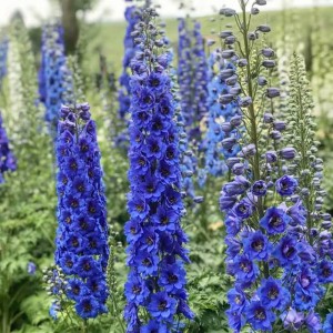 Delphinium Ostróżka niebieska 1 szt.