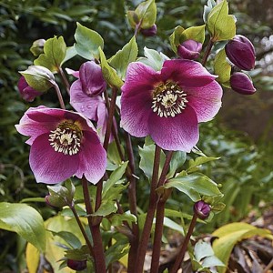 Helleborus Ciemiernik Red Lady 1 szt.
