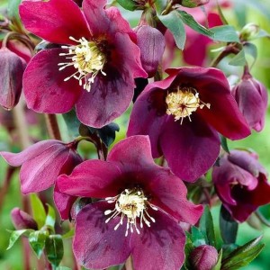 Helleborus Ciemiernik Red Hybrids 1 szt.