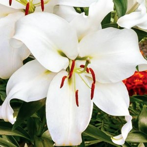 Lilia drzewiasta Zambesi XL (18/20) 1 szt.