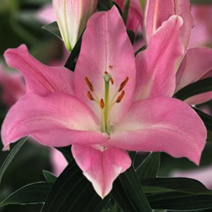 Lilia orientalna Colet XL (18/20) 1 szt.