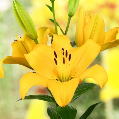 Lilia azjatycka Lentella XL (18/20) 1 szt.