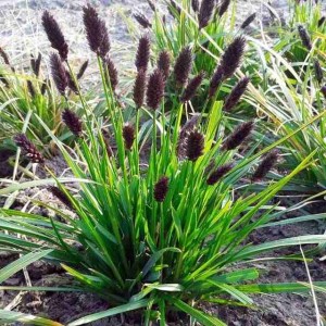 Sesleria heufleriana Sesleria Heuflera 1 szt. doniczka P9
