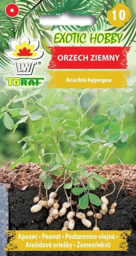 Orzech ziemny 5 szt.  / T /