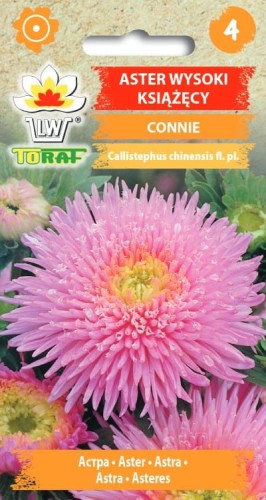 Aster książęcy różowy Connie 1g  / T /