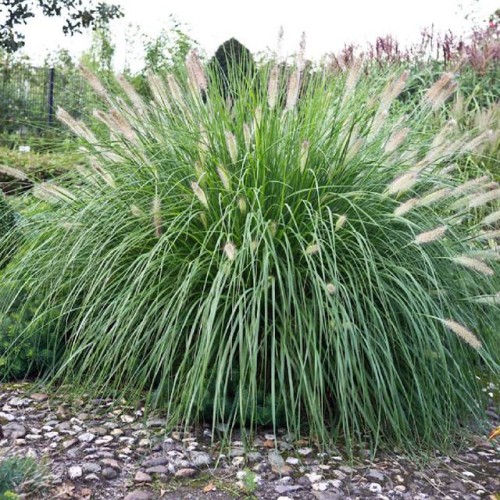 Pennisetum Rozplenica Herbstzauber 1 szt. P9