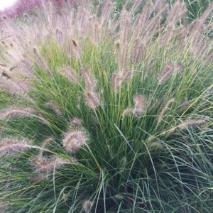 Pennisetum Rozplenica Gelbstiel 1 szt. doniczka P9