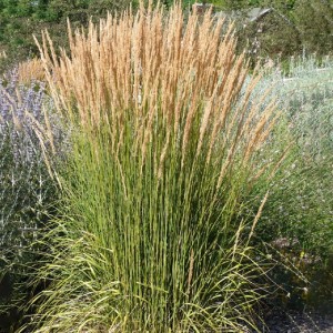 Trzcinnik ostrokwiatowy 'Avalanche' P9 1 szt.