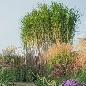 Miskant trawa GIGANT lutarioriparius C2 1 szt.